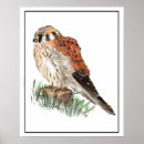 Search for kestrel art Wildlife