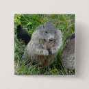 Recherche de marmotte badges Animaux