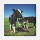 Recherche de vache holstein magnets Agriculture