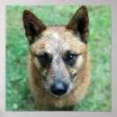 Recherche de shepard posters Animal