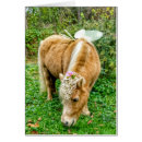 Search for miniature horse Farm