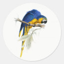 Search for blue macaw stickers Animals