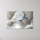 Search for young bird art Mute swan