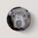 Recherche de bull terrier badges Dog