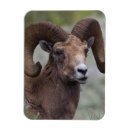 Recherche de mouflon magnets Superstock
