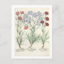 Recherche de oeillets cartes cartes postales Botanique