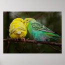 Search for budgie posters Birds