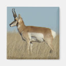 Search for pronghorn magnets Antilocapra americana
