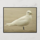 Search for gull postcards Nature