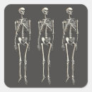 Search for human bones stickers Anatomy