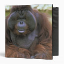 Search for primate binders Orangutan