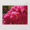 Recherche de crêpe cartes postales Rose