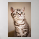 Search for grey tabby cat art Pet