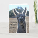 Search for llama birthday cards Pun