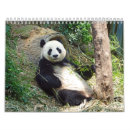 Recherche de panda photographie Bambou