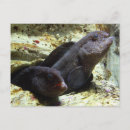 Search for eel postcards Fish