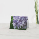 Search for hydrangea flowers photography Floral