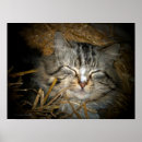 Search for bedding art Pet