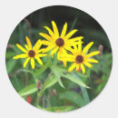 Search for daisy photo stickers Flowers