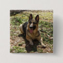 Search for herd dog buttons Shepherd