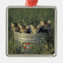 Search for rural ornaments Animal