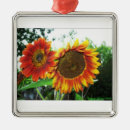 Search for photography ornaments Flowers