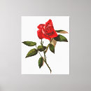 Search for red rose canvas prints Bloom