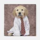 Search for relativity magnets Dog