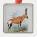 Search for antelope ornaments Landscape