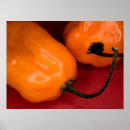 Recherche de piment de habanero Poivre