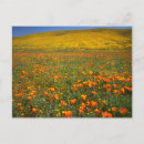 Search for desert flowers cards Bloom