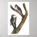 Search for audubon birds posters Illustration