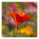 Recherche de pavots posters La californie