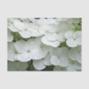 Search for pretty tissue paper Hydrangea
