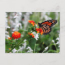 Search for lantana postcards Monarch