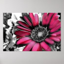 Recherche de gerber rose art Marguerite de gerber
