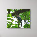 Search for blue jay bird canvas prints Nature