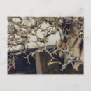 Recherche de bonsaï cartes postales Bonsai