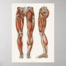 Search for vintage medical posters Anatomical