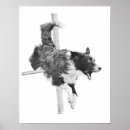 Search for collie posters Agility