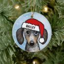 Search for merle Dachshund