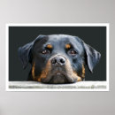 Search for rottweiler paintings posters Rottie