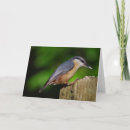 Search for nuthatches cards Nature