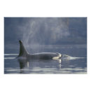 Recherche de orque posters Animal