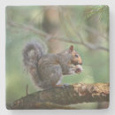 Search for lunch coasters Wildlife