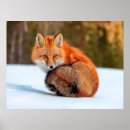 Recherche de renard posters Hiver