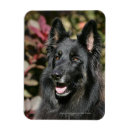 Recherche de deutscher magnets Schaferhund de deutscher