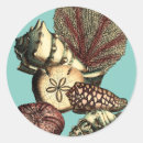 Search for algae stickers Sand dollar