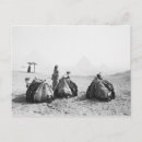 Recherche de le chameau cartes postales Blanc