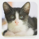 Search for black cat sitting stickers Kitten